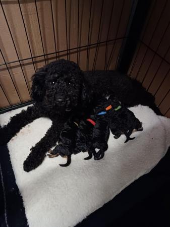 Image 3 of Toy Poodle Puppies for Sale