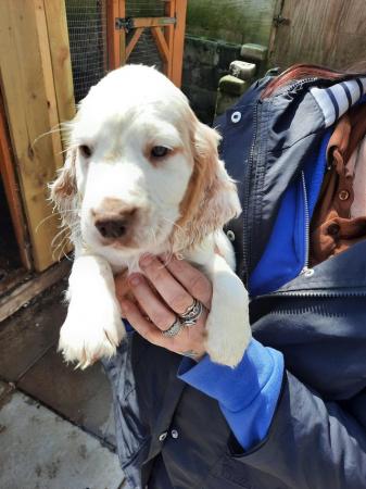Image 11 of Working cocker spaniel puppies for sale