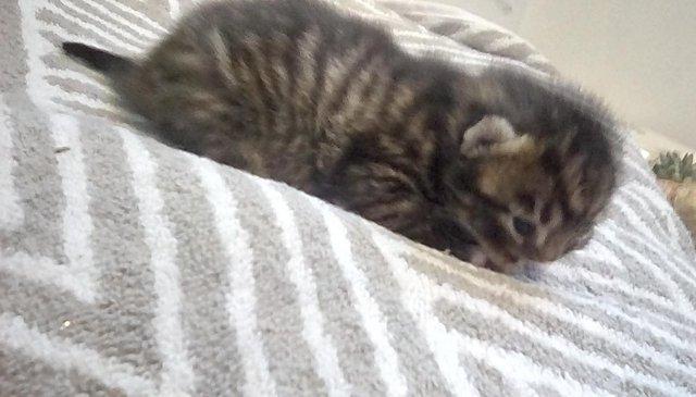 ORIENTA- BENGAL X ASIAN MAU KITTENS -SEPIA,CHARCOAL & SMOKE — photo 2 of 4