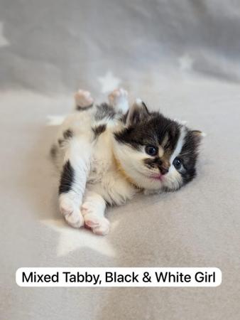 Image 6 of Beautiful Kittens For Sale ( Last Tabby Girl Available )
