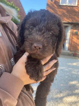 Image 6 of F1 miniature labradoodle girl.