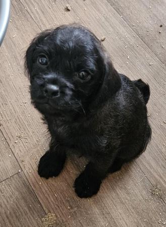Image 2 of Beautiful F1 Pugapoo Puppies - 1 left ready now!