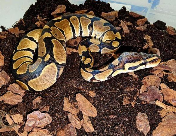 Image 9 of Cb22 & Cb23 Royal Pythons For Sale Males and Female