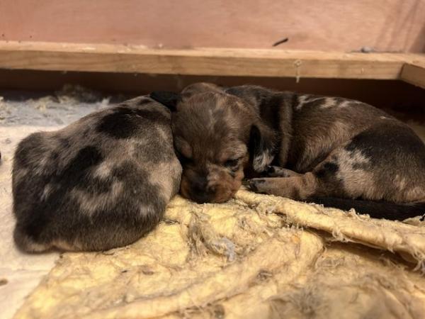 Image 7 of Miniature Dachshunds for sale
