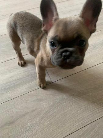 Image 4 of 4 French bulldog puppies ready to leave now