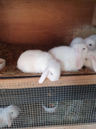 Image 5 of 10 wk baby lop eared rabbits