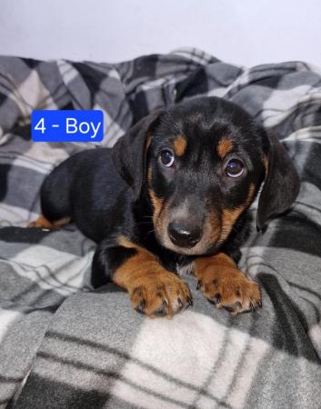 Image 3 of * ALL SOLD*  Beautiful dachshund x collie