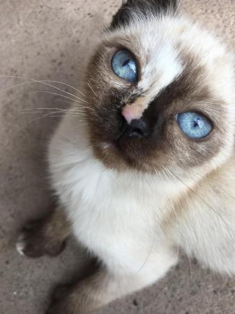 Image 1 of Beautiful Wobbly Ragdoll Kittens (CH) Ready Now