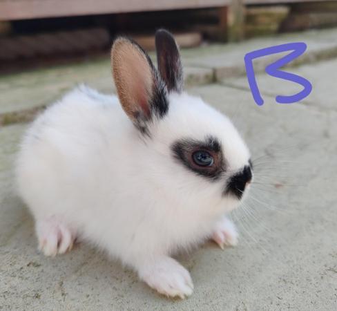 Image 4 of Netherland dwarf x bunnies
