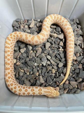 Image 1 of Hognose snake albino arctic male and female