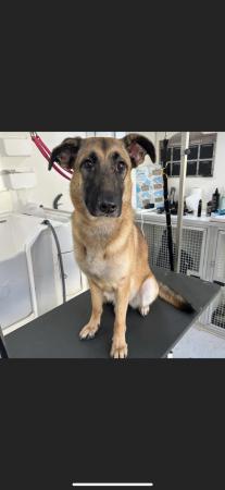 Image 3 of 18 month old GSD x Mali needs experienced home