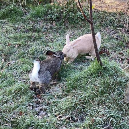 Image 3 of Giant Continental Rabbits - ready to leave now
