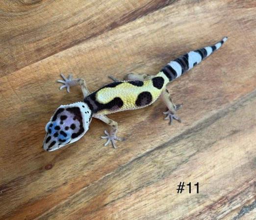 Image 3 of Stunning baby Leopard Gecko Varieties