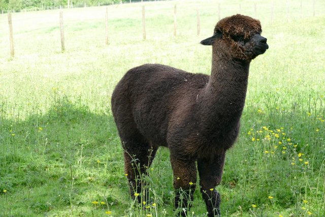 Image 8 of Alpacas - Group of Registered, friendly, young pets