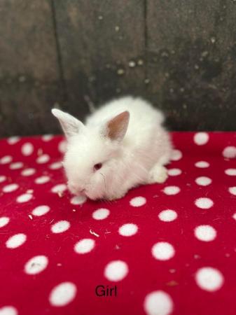 Image 16 of Stunning mini lop and lion head rabbits
