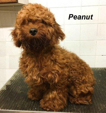 Image 1 of Cavapoo available for stud. PRA clear