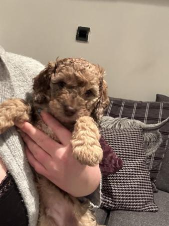 Image 5 of Cockapoo puppies looking for their forever home