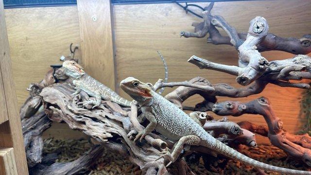 Image 5 of Bearded Dragons Special Offer for Grown on Juvenile dragons