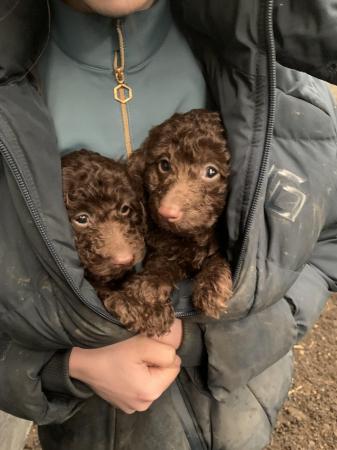 Image 3 of Toy poodle puppies ready for forever homes
