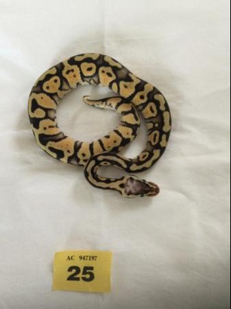 Image 3 of Baby Super Pastel Ball Python - Female