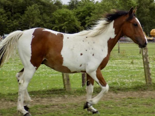 Image 2 of Gorgeous Coloured Irish sports horse yearling