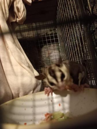 Image 1 of Father and son handsome white faced sugar gliders