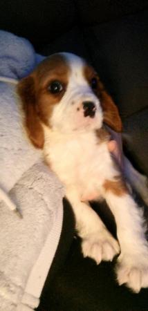 Image 2 of One year old male cavalier needing forever loving home