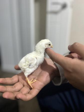 Image 6 of Aseel chicks for sale very  healthy