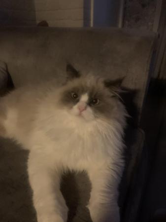 Image 8 of 8 month old ragdoll x persian