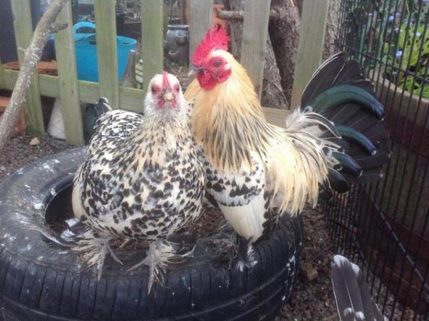Image 1 of Young Bantams for sale, various breeds. Sexed