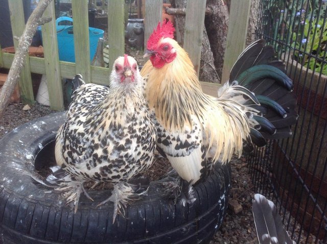 Preview of the first image of Young Bantams for sale, various breeds. Sexed.