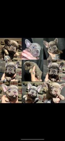 Image 2 of French bulldog puppies top quality lilac pink fluffy
