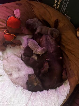 Image 6 of Isabella Tan and chocolate tan miniature dachshund pups