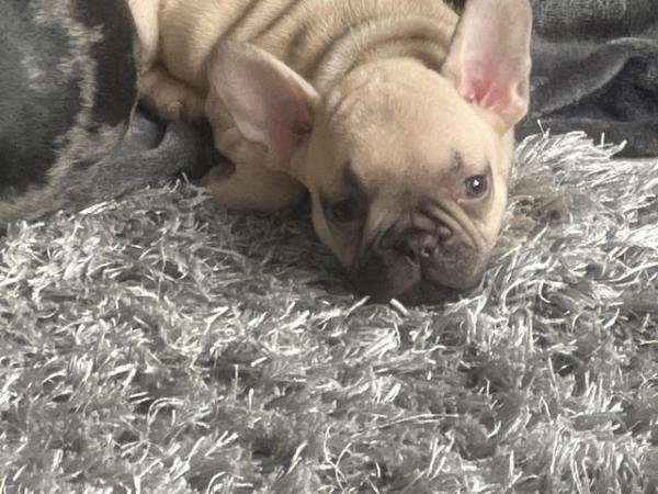 Image 10 of FRENCH BULLDOG PUPPYS LAST TWO PUPS LEFT