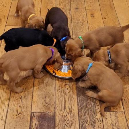 Image 3 of COCKER SPANIEL PUPPIES FOR SALE