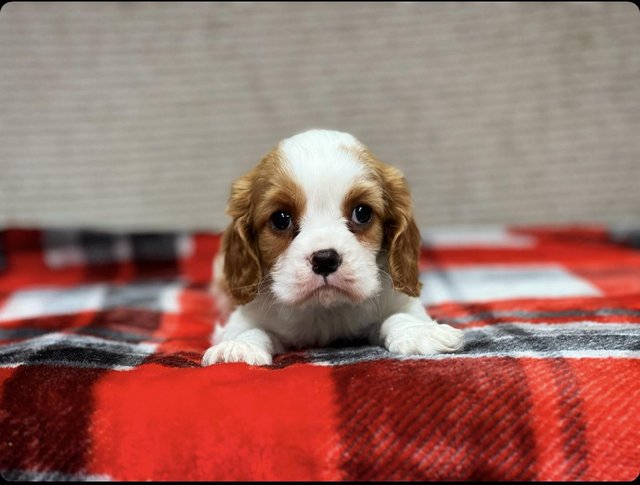 Preview of the first image of STUNNING CAVALIER KING CHARLES PUPPIES.