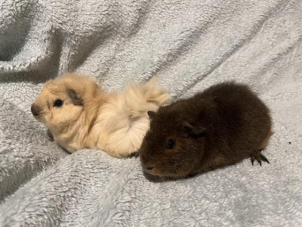 Image 1 of Male Guinea pigs for sale