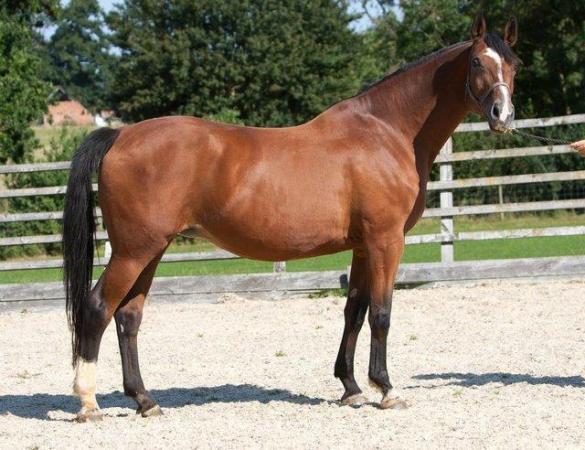 Image 4 of Top quality yearling filly By Sir Caprimond x Monte Carlo