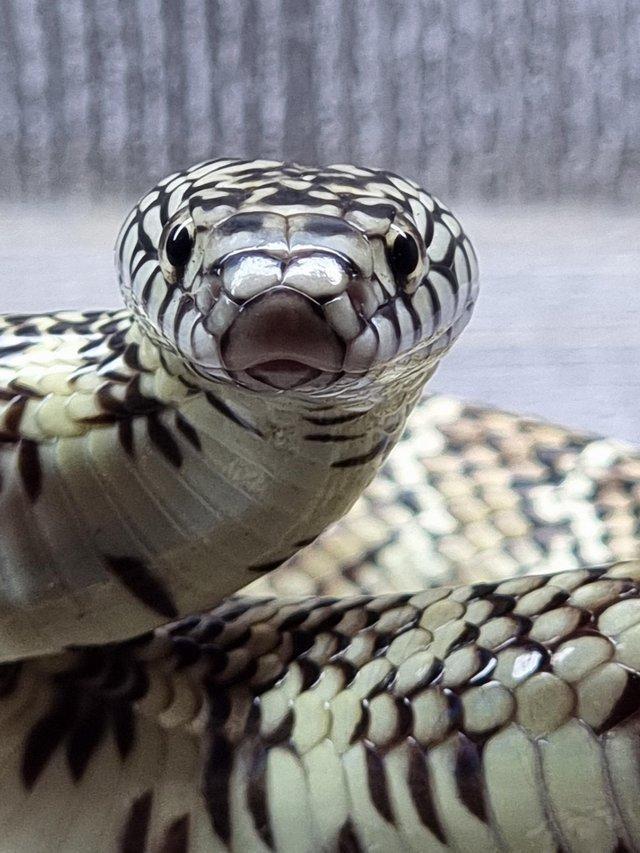 Preview of the first image of Male Brooks kingsnake available.