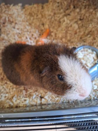 Image 5 of Male guinea pig 12 months old