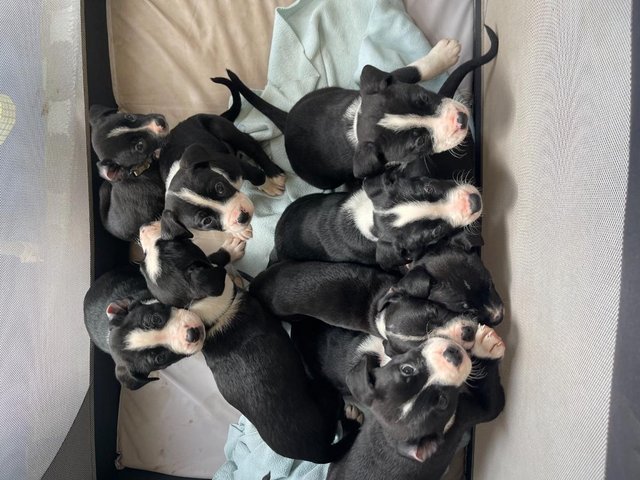 Preview of the first image of Eight week old puppies.Alapha Blue Bull Dog/ Border Collie.
