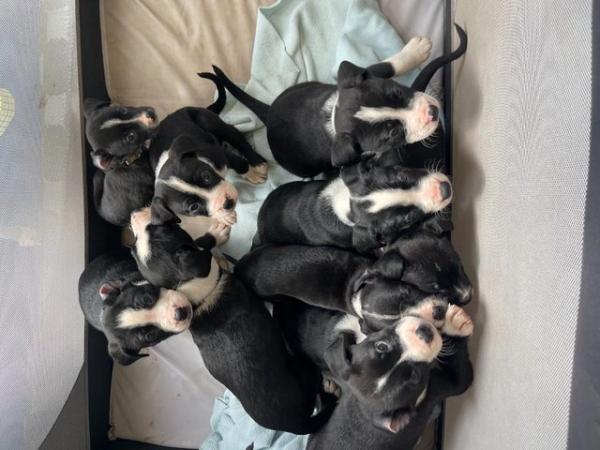 Image 1 of Eight week old puppies.Alapha Blue Bull Dog/ Border Collie