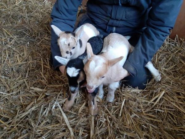 Image 2 of 3 pygmy goat wethers for sale