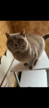 Image 10 of Beautiful British Shorthair Kittens in St Helens 450 pounds