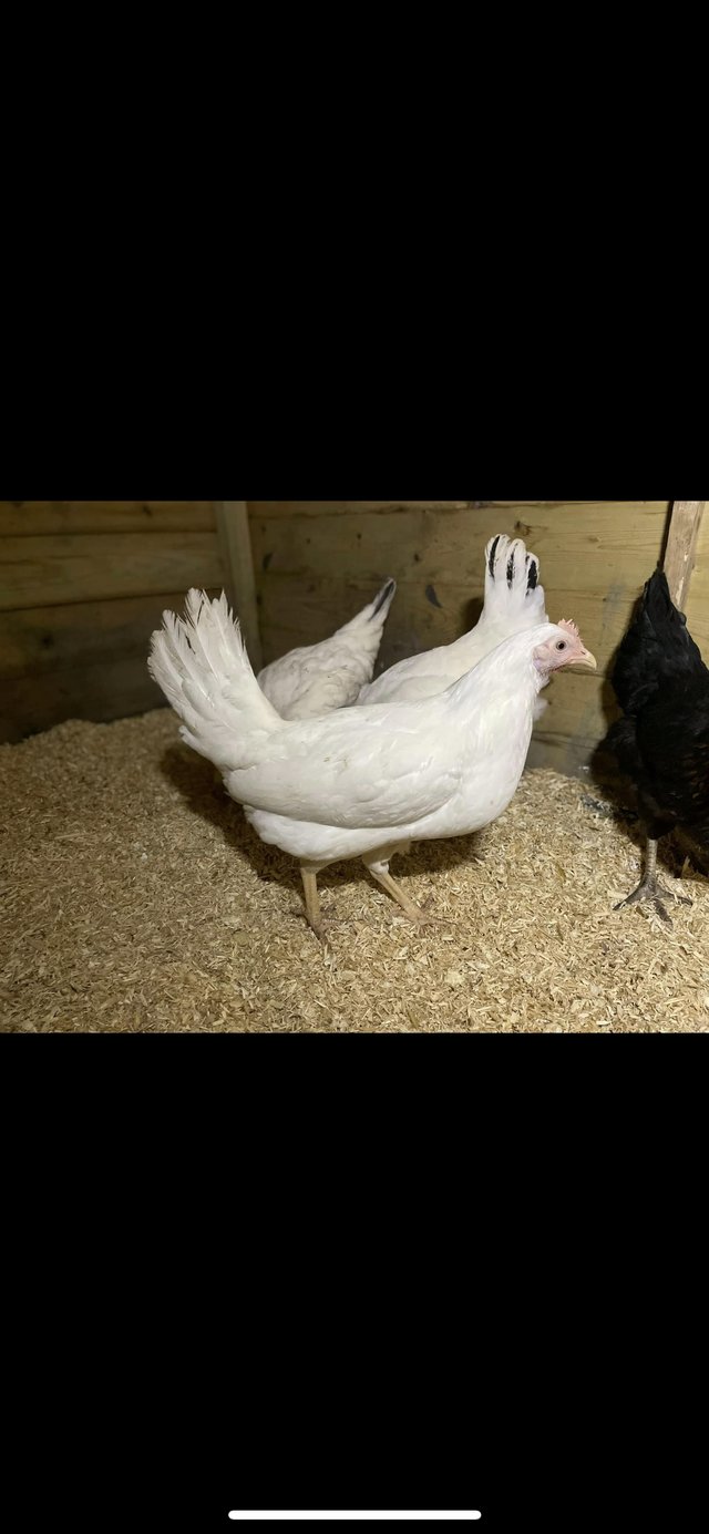 Preview of the first image of 16 weeks old POL pullets *updated with more breeds*.