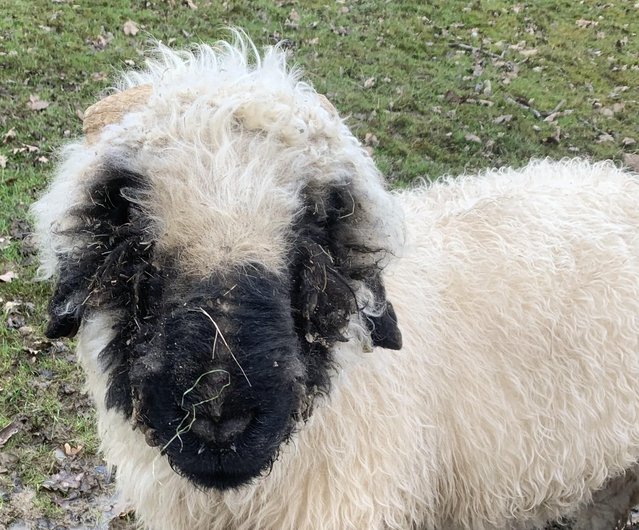 Preview of the first image of Proven black nose valais ram grassroots registered.