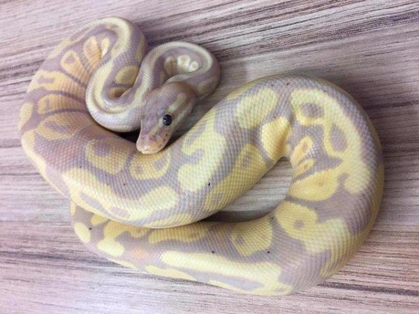 Image 2 of NEW...ROYAL PYTHON MORPHS & OTHER SNAKES NOW IN STOCK