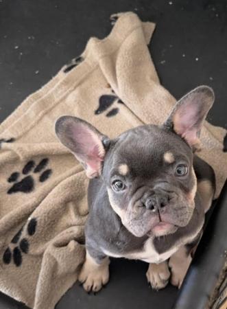 Image 5 of *Last Quality KC Reg French Bulldog Puppy* - READY TO GO!