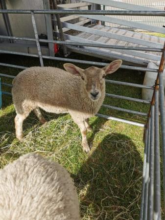 Image 1 of Friendly lambs for sale!!