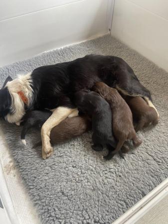 Image 7 of Beautiful collie x puppies. Father is thought to be a cocker